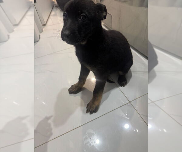 Medium Photo #1 German Shepherd Dog Puppy For Sale in HARTLAND, MI, USA