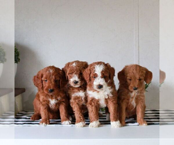 Medium Photo #3 Goldendoodle (Miniature) Puppy For Sale in LITITZ, PA, USA