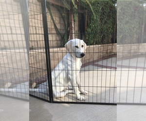 Labrador Retriever Puppy for sale in WINNETKA, CA, USA