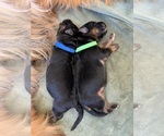 Small Photo #18 German Shepherd Dog Puppy For Sale in PINON HILLS, CA, USA