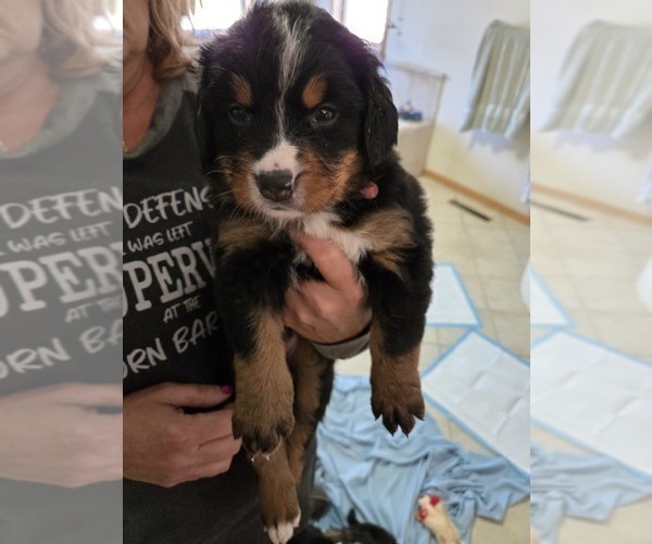 Medium Photo #7 Bernese Mountain Dog Puppy For Sale in BEAVER DAM, WI, USA