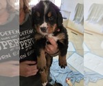 Small #6 Bernese Mountain Dog