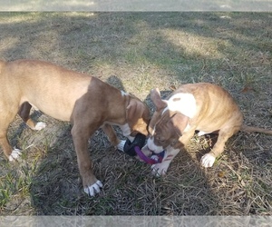 American Pit Bull Terrier Puppy for sale in SPRING HILL, FL, USA