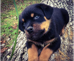 Small Rottweiler