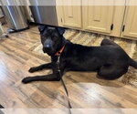 Small #4 German Shepherd Dog Mix