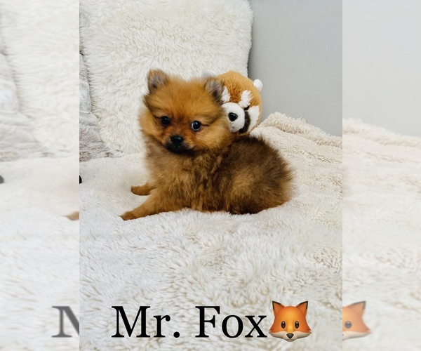 Medium Photo #6 Pomeranian Puppy For Sale in COOKEVILLE, TN, USA