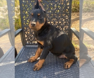Doberman Pinscher Puppy for sale in YUCCA VALLEY, CA, USA
