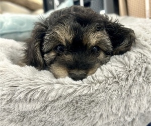 Medium YorkiePoo