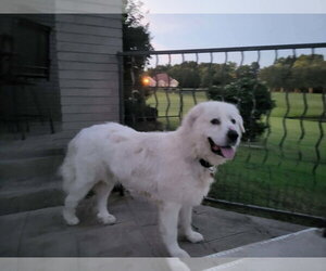 Goliath - Male Great Pyrenees Dog for Adoption - Photo #2