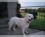 Small Photo #2 Great Pyrenees Puppy For Sale in Croydon, NH, USA
