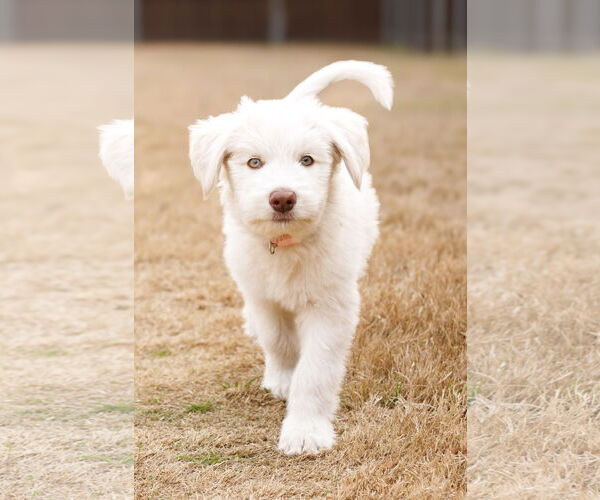 Medium Photo #1 Great Pyrenees-Unknown Mix Puppy For Sale in McKinney, TX, USA