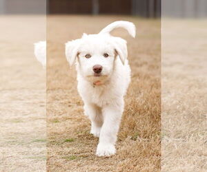 Great Pyrenees-Unknown Mix Dogs for adoption in McKinney, TX, USA