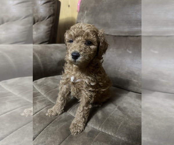 Medium Photo #9 Poodle (Miniature) Puppy For Sale in AKELEY, MN, USA