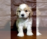 Small Photo #8 Cocker Spaniel Puppy For Sale in TERRY, MS, USA