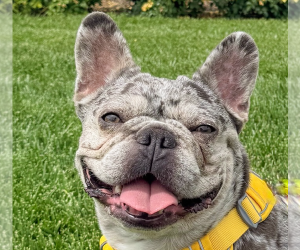 Medium Photo #1 French Bulldog Puppy For Sale in San Ramon, CA, USA