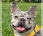 Small French Bulldog