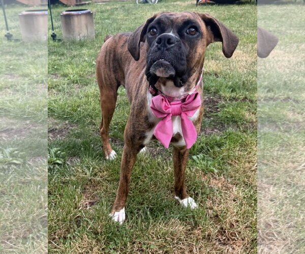 Medium Photo #1 Boxer Puppy For Sale in Stanwood, WA, USA