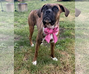 Boxer Dogs for adoption in Stanwood, WA, USA