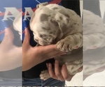 Small Photo #3 Bulldog Puppy For Sale in SLIDELL, LA, USA