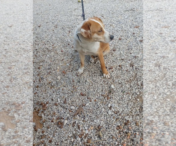 Medium Photo #2 Colonial Cocker Spaniel-Retriever  Mix Puppy For Sale in Frenchburg, KY, USA