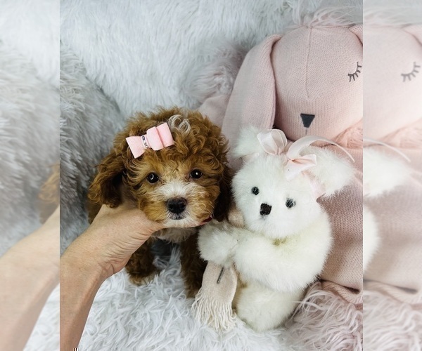 Medium Photo #23 Yorkshire Terrier Puppy For Sale in MIAMI BEACH, FL, USA