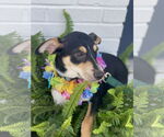 Small #5 Rat Terrier Mix