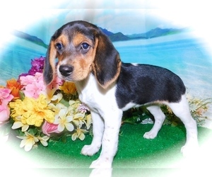 Beagle Puppy for sale in HAMMOND, IN, USA