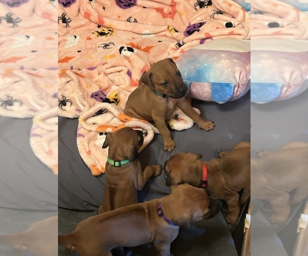Medium Photo #25 Rhodesian Ridgeback Puppy For Sale in RIVERSIDE, CA, USA