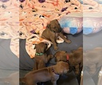 Small Photo #25 Rhodesian Ridgeback Puppy For Sale in RIVERSIDE, CA, USA