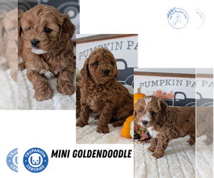 Goldendoodle (Miniature) Litter for sale in GOSHEN, IN, USA