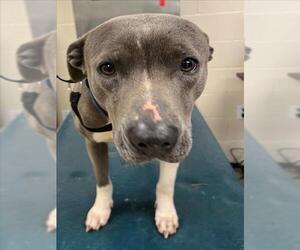 Bulldog Dogs for adoption in Mobile, AL, USA