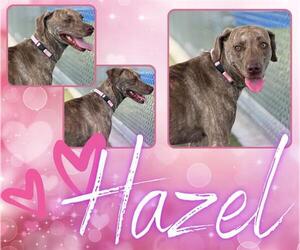 Plott Hound-Unknown Mix Dogs for adoption in Pearland, TX, USA