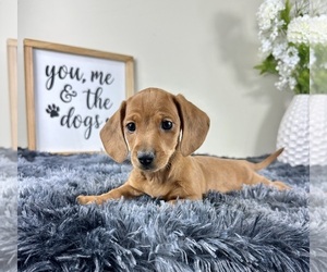 Dachshund Puppy for sale in GREENFIELD, IN, USA