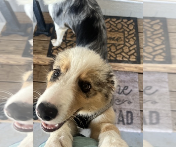 Medium Photo #6 Border Collie Puppy For Sale in FREEMAN, MO, USA