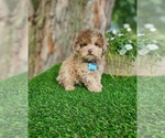 Small #6 Poodle (Toy)