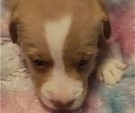 Puppy Puppy 3 Jack Chi