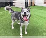 Small Siberian Husky