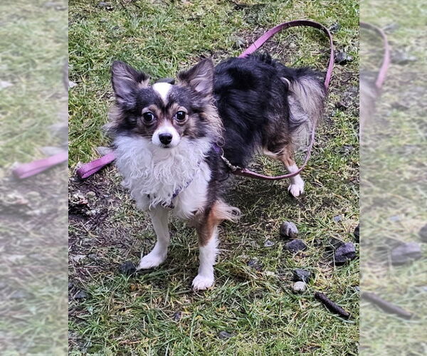 Medium Photo #1 Chihuahua-Unknown Mix Puppy For Sale in Olalla, WA, USA