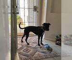 Small #4 American Pit Bull Terrier-Labrador Retriever Mix