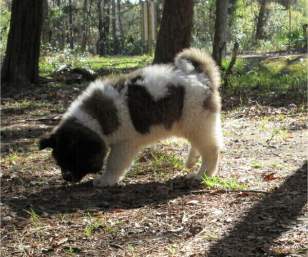 Medium Photo #12 Akita Puppy For Sale in INGLIS, FL, USA