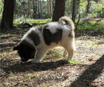 Small Photo #12 Akita Puppy For Sale in INGLIS, FL, USA