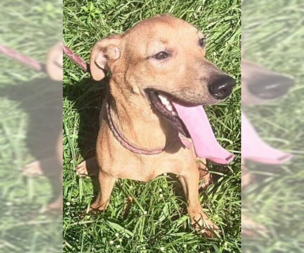 Medium Photo #1 Chihuahua-Unknown Mix Puppy For Sale in Virginia Beach, VA, USA