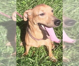 Chihuahua-Unknown Mix Dogs for adoption in Virginia Beach, VA, USA