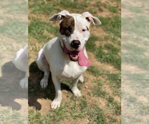 Rex - Male American Pit Bull Terrier-Siberian Husky Mix Dog for Adoption - Photo #9