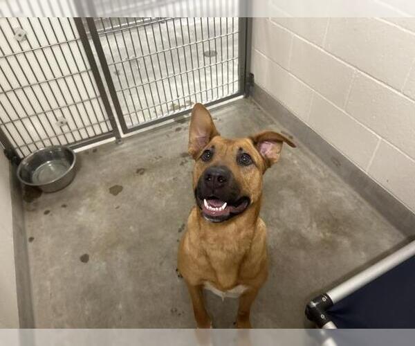 Medium Photo #1 Black Mouth Cur-Unknown Mix Puppy For Sale in Jackson, CA, USA