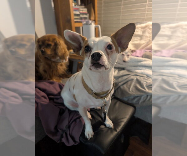 Medium Photo #1 Chihuahua-Unknown Mix Puppy For Sale in Salt Lake City, UT, USA