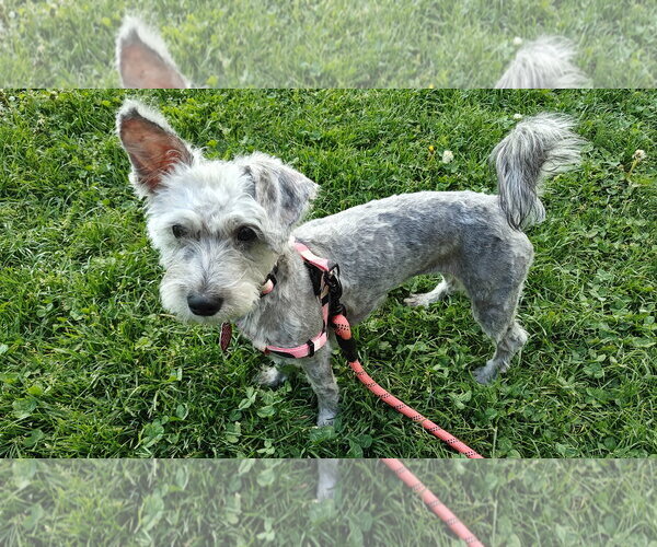 Medium Photo #2 Mutt Puppy For Sale in Bellevue, WA, USA