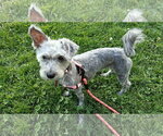 Small #1 Mutt