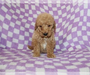 Poodle (Standard) Puppy for sale in BLOOMINGTON, IN, USA