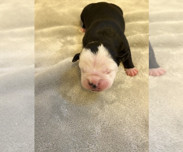 Medium Photo #1 Olde English Bulldogge Puppy For Sale in NEW HAVEN, CT, USA